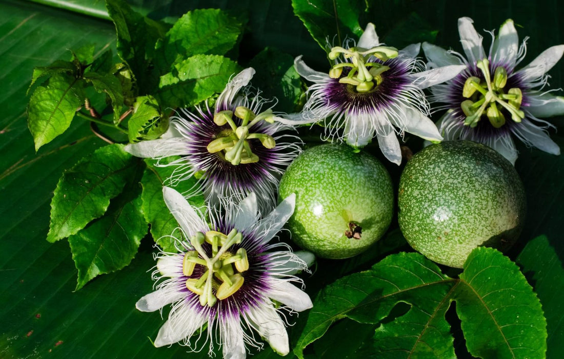 How to Plant Passion Fruit Tree