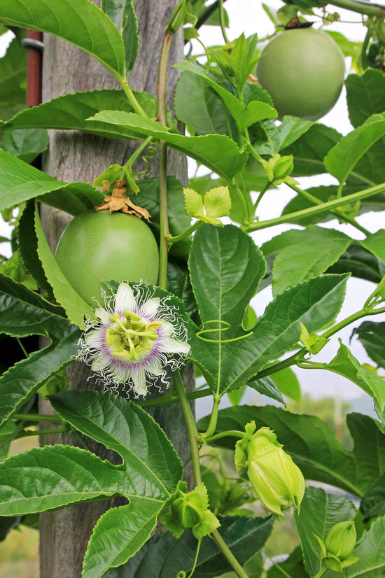 How to Plant Passion Fruit Vine