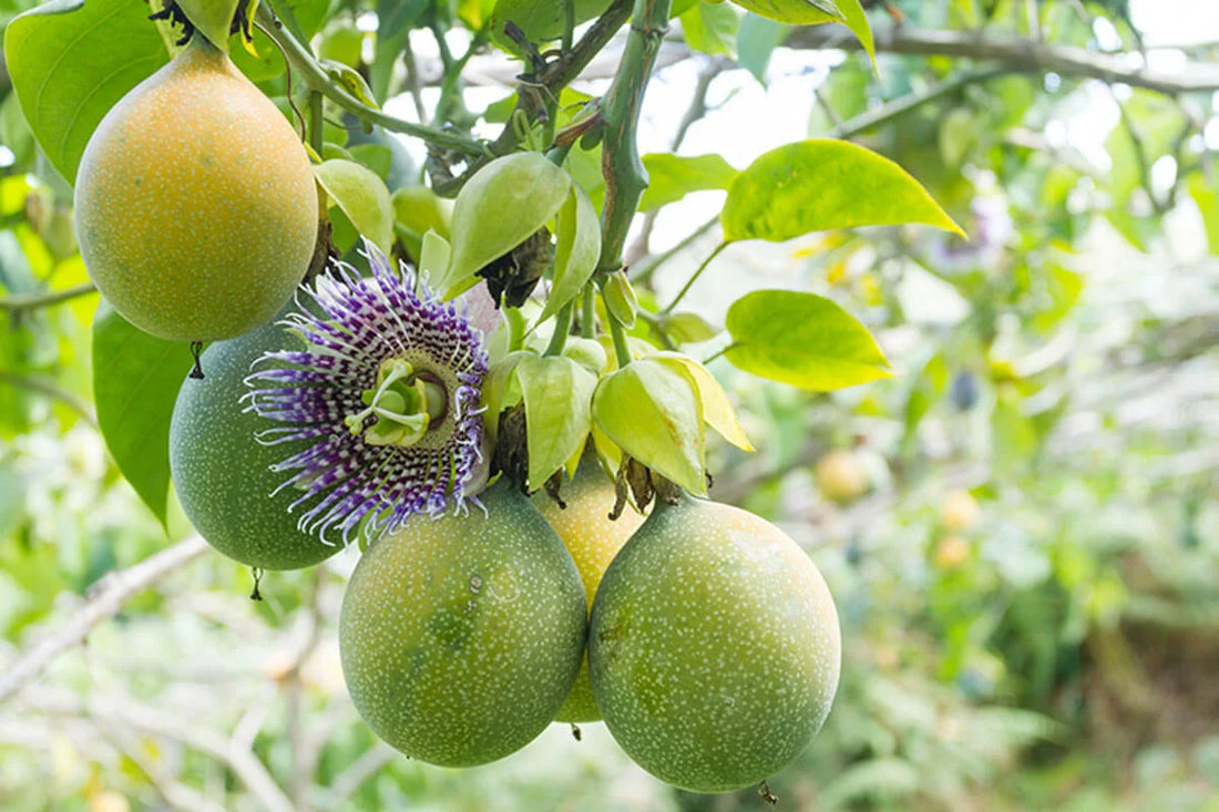 What is Passion Fruit Plant?