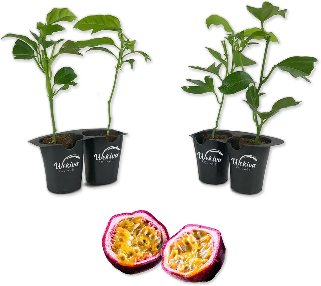 How Long Does Passion Fruit Plant Last?