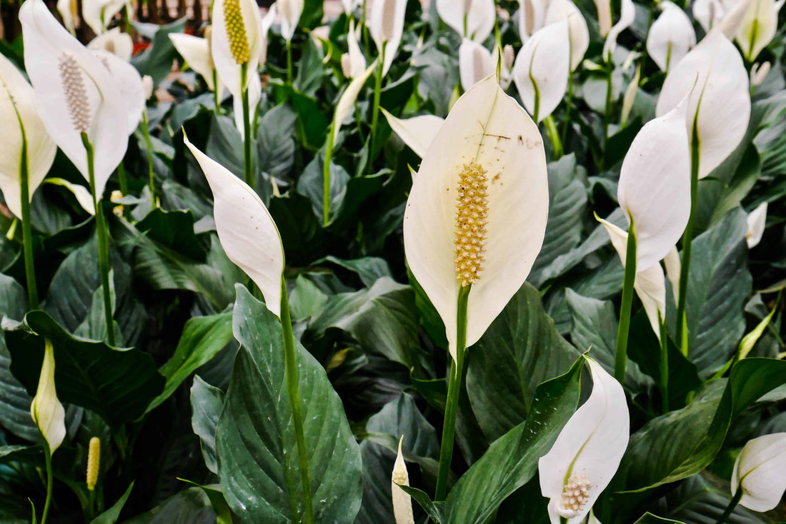 The Peace of Lily Plant: Graceful Elegance for Your Home