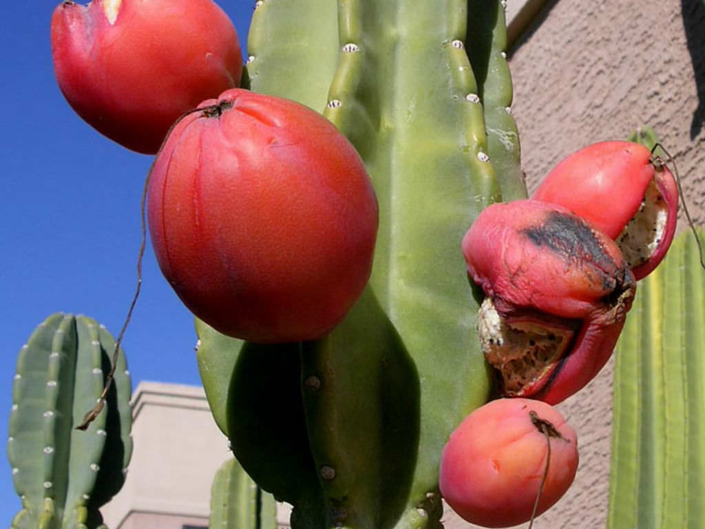 How to Grow Peruvian Apple Cactus Outdoors