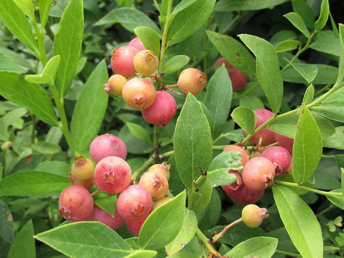 How to Care for Pink Lemonade Blueberry Plants: A Sweet Gardening Guide