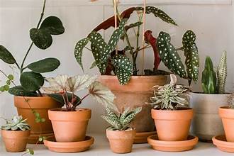 How to Choose the Right Pot for Your Indoor Plants