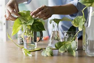 How to Propagate Your Houseplants: A Step-by-Step Guide