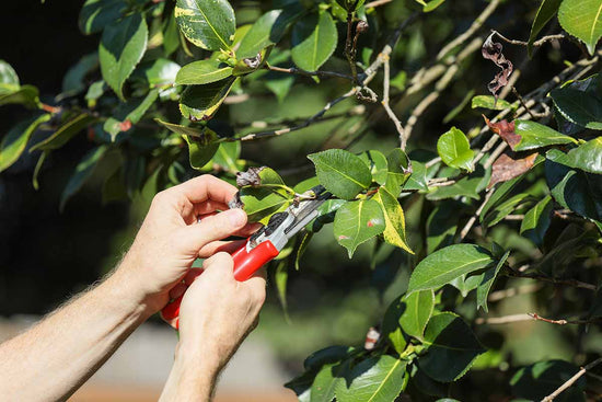 How to Trim and Prune Your Indoor Plants