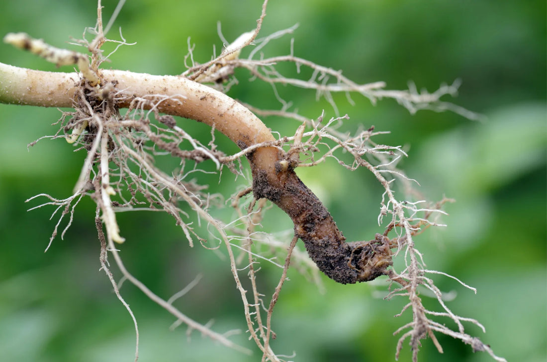 How to Prevent Root Rot in Houseplants