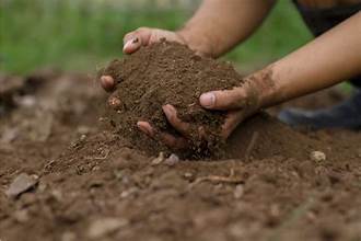 What Type of Soil is Best for Blueberry Plants?