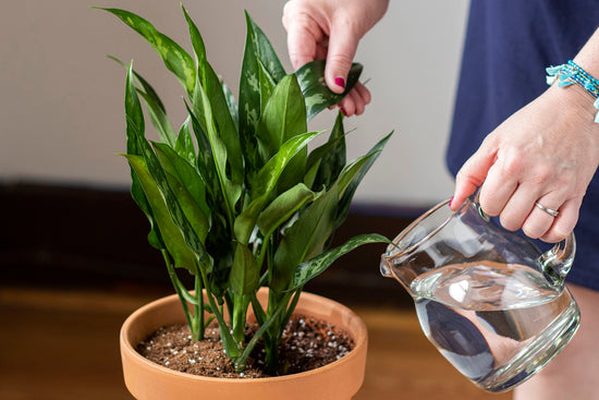 Making Tap Water Safe for Your Plants