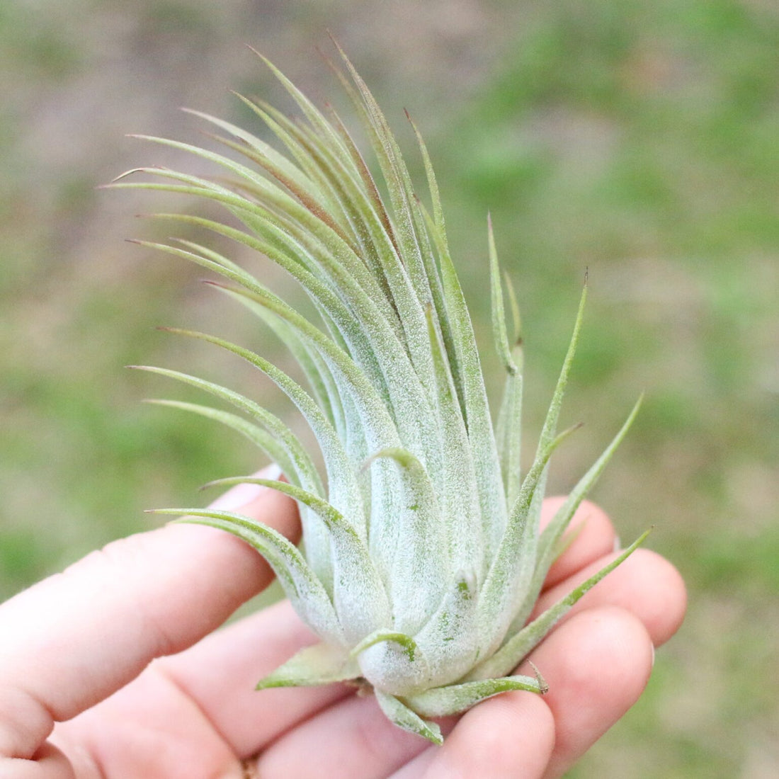 Keep Your Tillandsia Thriving Indoors