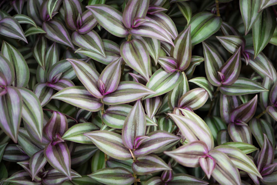 Wandering Jew Houseplant Care: A Comprehensive Guide