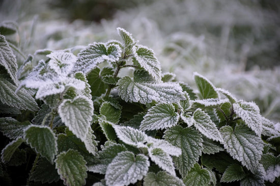 How to Keep Your Plants Alive in Winter