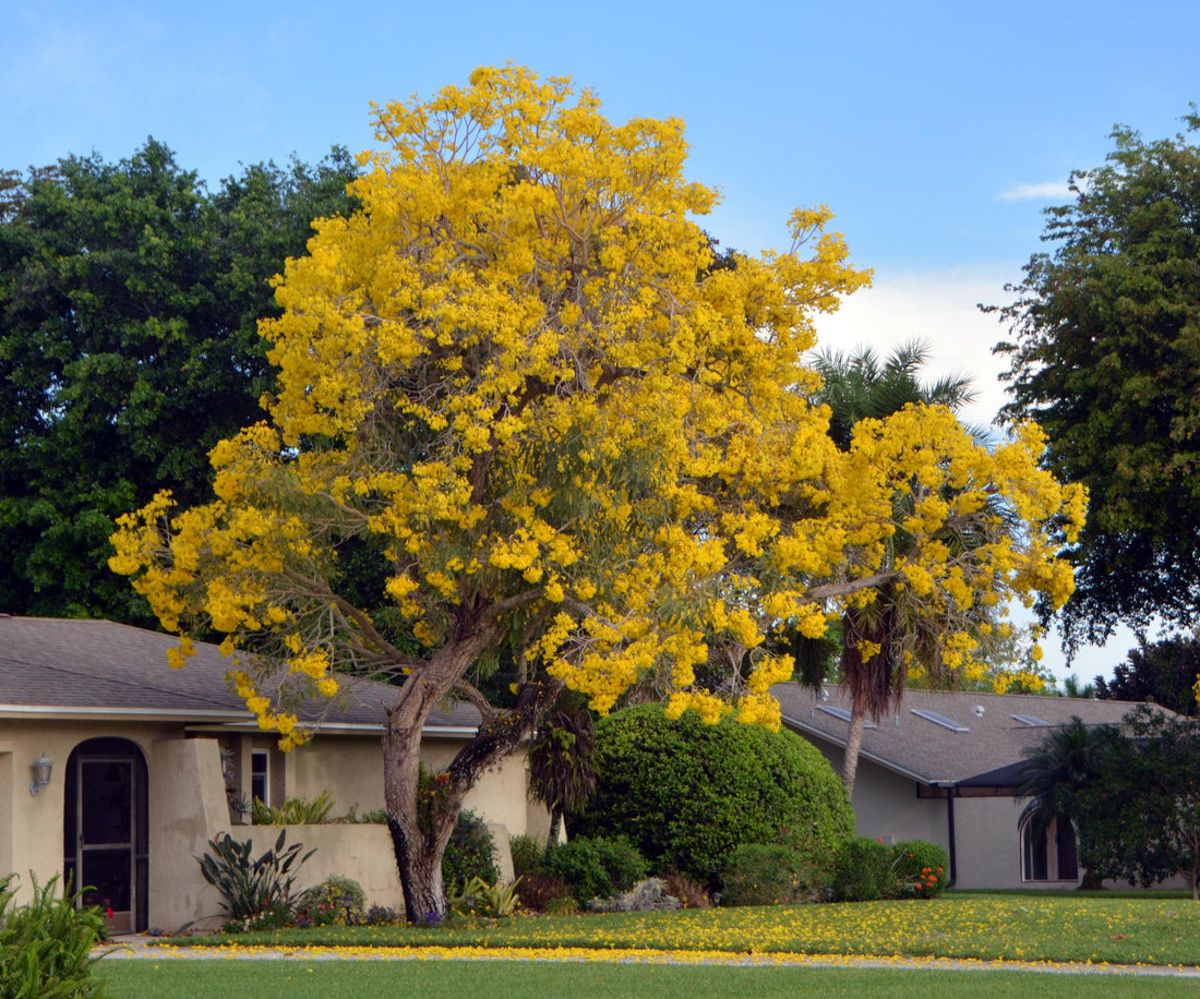 Are Tabebuia Tree Roots Invasive? A Comprehensive Guide