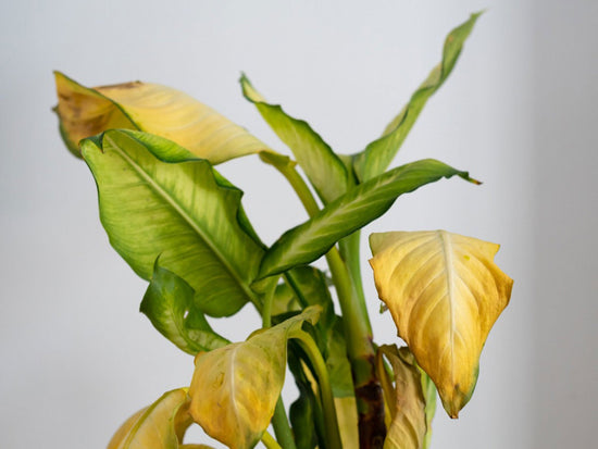 Why Are Houseplant Leaves Turning Yellow? Causes and Solutions