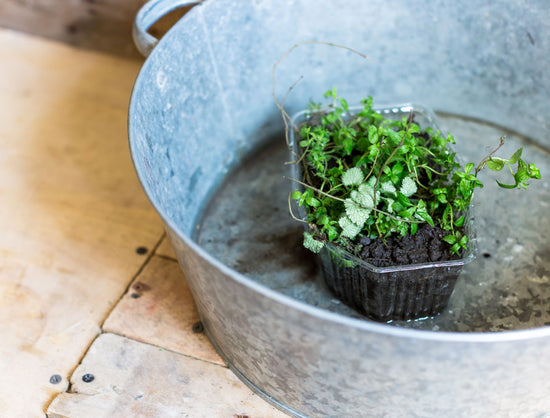 Top Watering vs. Bottom Watering: Which Method Is Best for Your Plants?