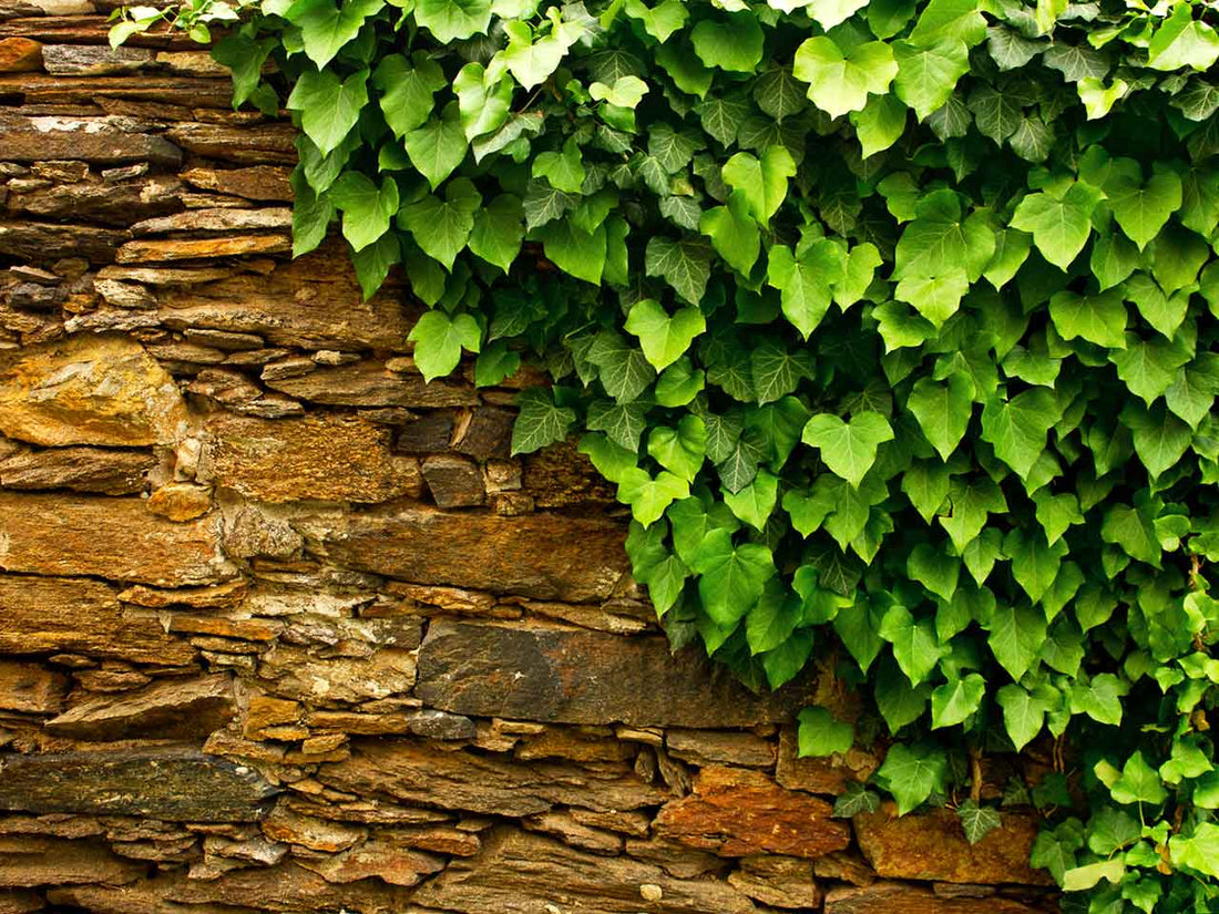 Transform Your Space: How to Care for Ivy Plants and Where to Buy Them