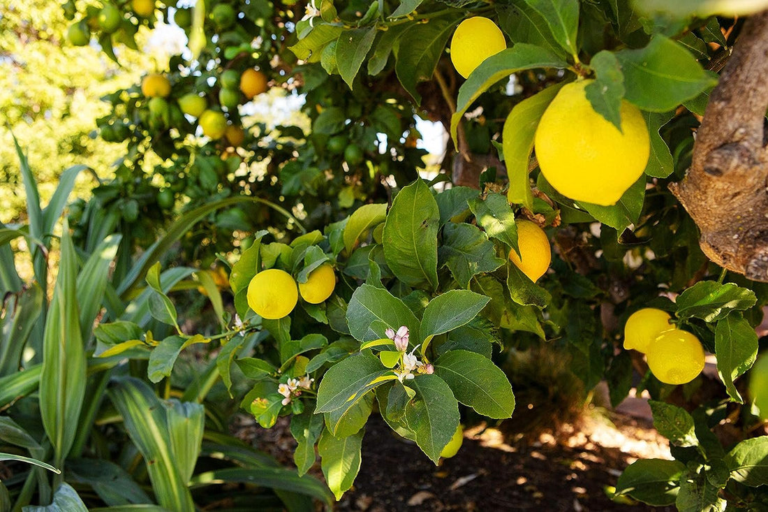 Can Lemon Trees Survive Winter?