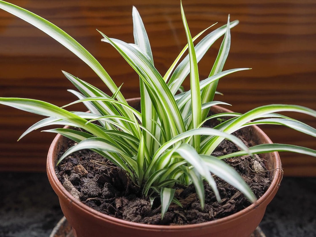 The Best Indoor Plants for Low Light Apartments