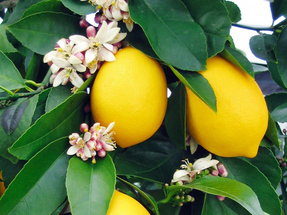 Are Lemon Tree Leaves Poisonous?