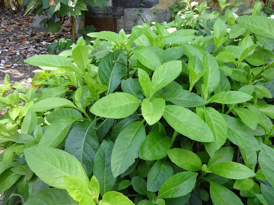 Benefits of Longevity Spinach: Where to Buy Gynura Procumbens and How to Grow Them