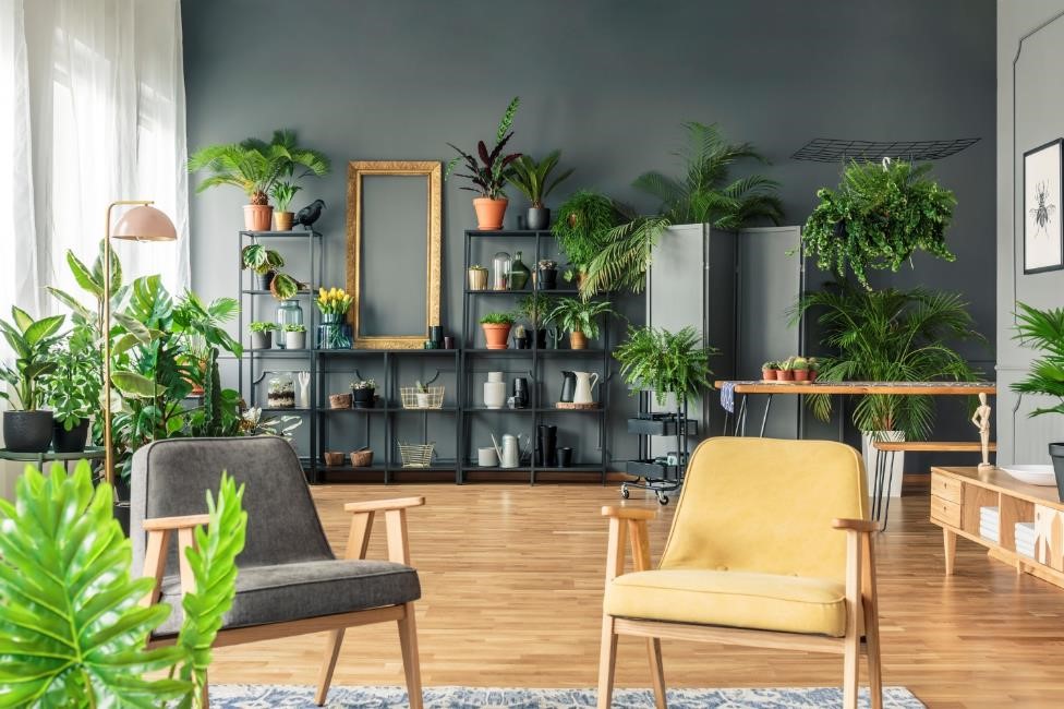 Finding the Perfect Houseplant Near Me