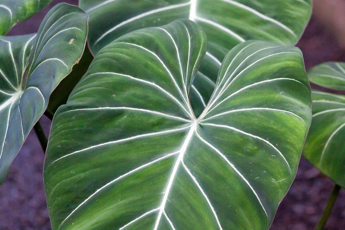 From Rainforest to Living Room: Where Philodendrons Truly Shine