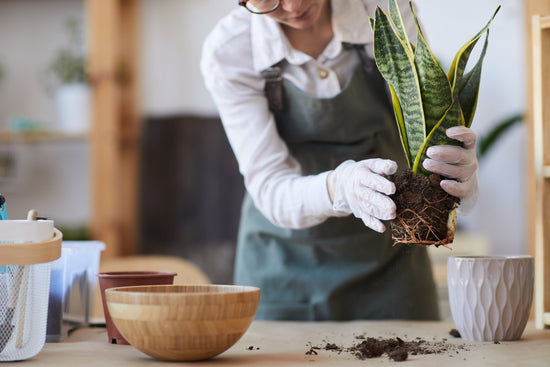 The Ultimate Guide to Repotting Plants