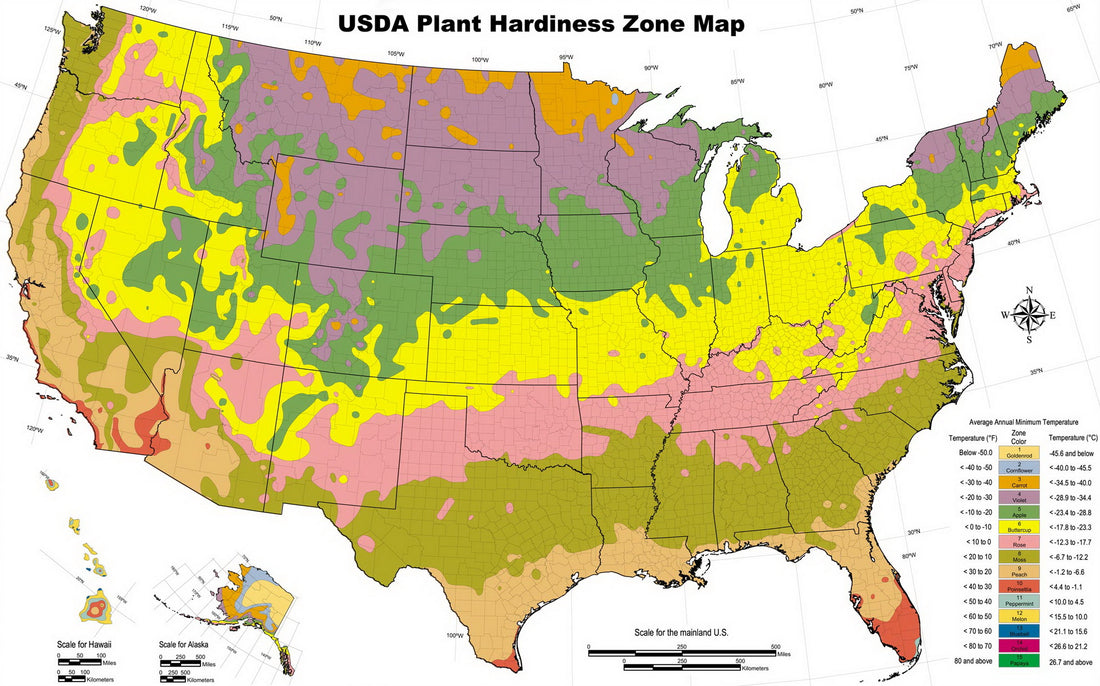 Where Can You Grow Dragon Fruit? A Guide to Zones and Indoor Gardening