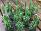 Fairy Castle Cactus - Live Plant in a 3 Inch Pot - Cereus Tetragonus - Beautiful Indoor Outdoor Cacti Succulent Houseplant