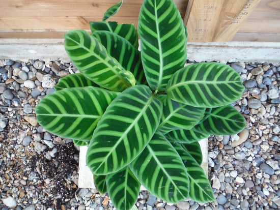 Calathea Zebrina Prayer Plant - Live Plant in a 4 Inch Pot - Calathea &