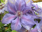 Clematis Violet Charm - Live Starter Plant in a 4 Inch Growers Pot - Clematis &