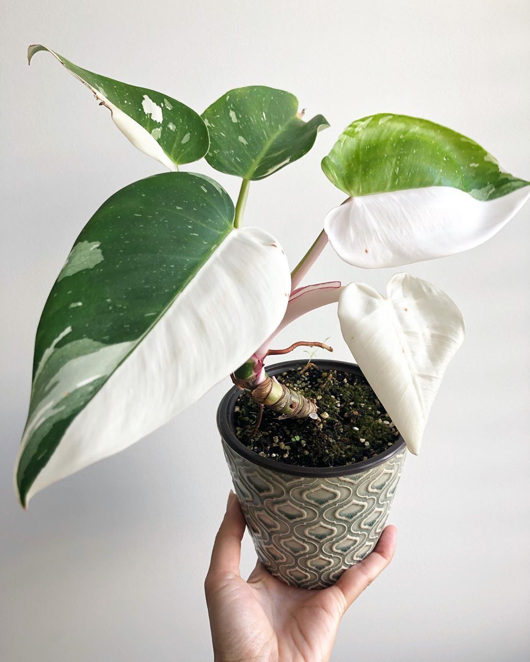 4” offers philodendron white wizard