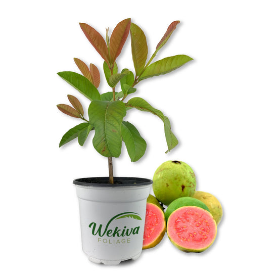 Pink Guava Tree - Live Plant in a 4 Inch Pot - Psidium Guajava - Edible Fruit Bearing Tree