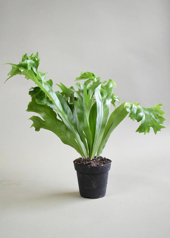 Elkhorn Fern - Live Plants in 4 Inch Grower&