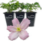 Clematis Montana Elizabeth - Live Starter Plants in 2 Inch Growers Pots - Starter Plants Ready for The Garden - Rare Clematis for Collectors