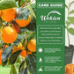 Persimmon Tree - Live Starter Plants in 2 Inch Growers Pots - Diospyros Virginiana - Delicious Fruit Tree for Your Edible Garden