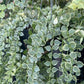 Million Hearts Plant - Variegated - Live Starter Plants in 2 Inch Grower&