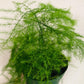 Plumosa Fern - Live Starter Plants in 4 Inch Grower&