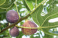 Fignomenal Fig Tree - 4 Live Starter Plants in 2 Inch Grower&