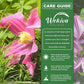 Clematis Alionushka - Live Starter Plants in 2 Inch Growers Pots - Starter Plants Ready for The Garden - Rare Clematis for Collectors