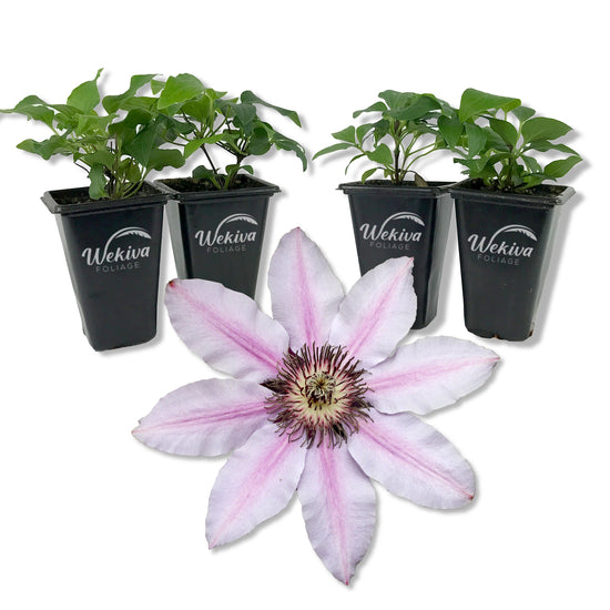 Clematis Candy Stripe - Live Starter Plant in a 2 Inch Growers Pot - Starter Plants Ready for The Garden - Rare Clematis for Collectors