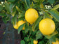 Ponderosa Lemon Tree - Live Plants in 1 Gallon Pots - Florida Only - Cannot Ship Out of Florida - Beautiful Fruit Tree for Patio and Garden