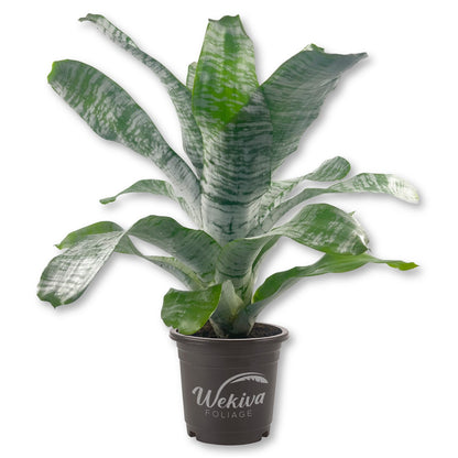 Silver Vase Bromeliad - Live Plant in a 6 Inch Pot - Aechmea Fasciata - Rare Indoor Outdoor Tropical Houseplant