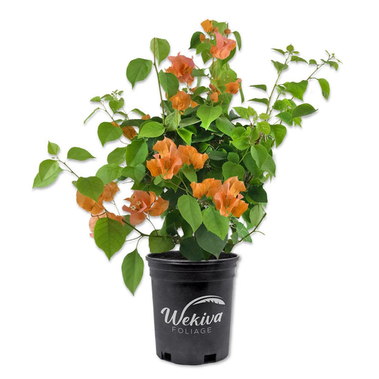 Orange Bougainvillea - Live Plant in a 6 Inch Pot - Bougainvillea Glabra - Beautiful Delicate Flowering Shrub for Your Indoor Outdoor Garden