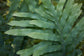 Kangaroo Paw Fern - Live Plant in a 6 Inch Grower&