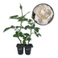 Moondance Rose Bush - Live Starter Plants in 2 Inch Growers Pots - Beautifully Fragrant Floribunda Rose - A Versatile Beauty with a Rich Fragrance