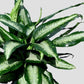 Dieffenbachia Panther - Live Plant in a 4 Inch Growers Pot - Rare and Elegant Indoor Houseplant