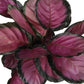 Calathea Purple Rose - Live Plants in 4 Inch Growers Pots - Calathea Roseopicta &