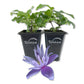 Clematis Alpina Blue Dancer - Live Starter Plants in 2 Inch Growers Pots - Starter Plants Ready for The Garden - Rare Clematis for Collectors