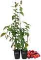 Suriname Cherry Plant - Live Tissue Culture Starter Plants - Eugenia Uniflora - Edible Fruit Bearing Tree for The Patio and Garden